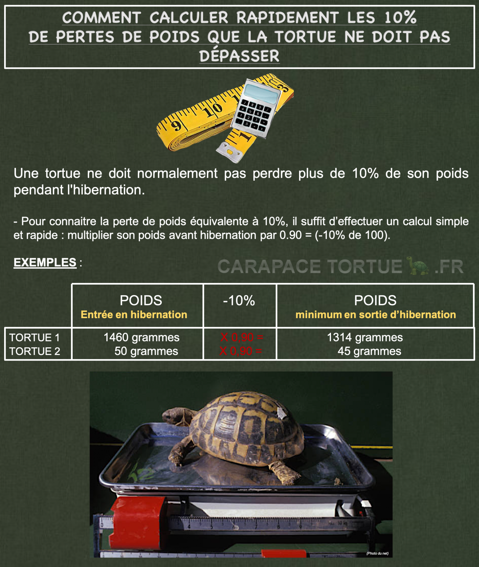 10 calcul perte poids tortue