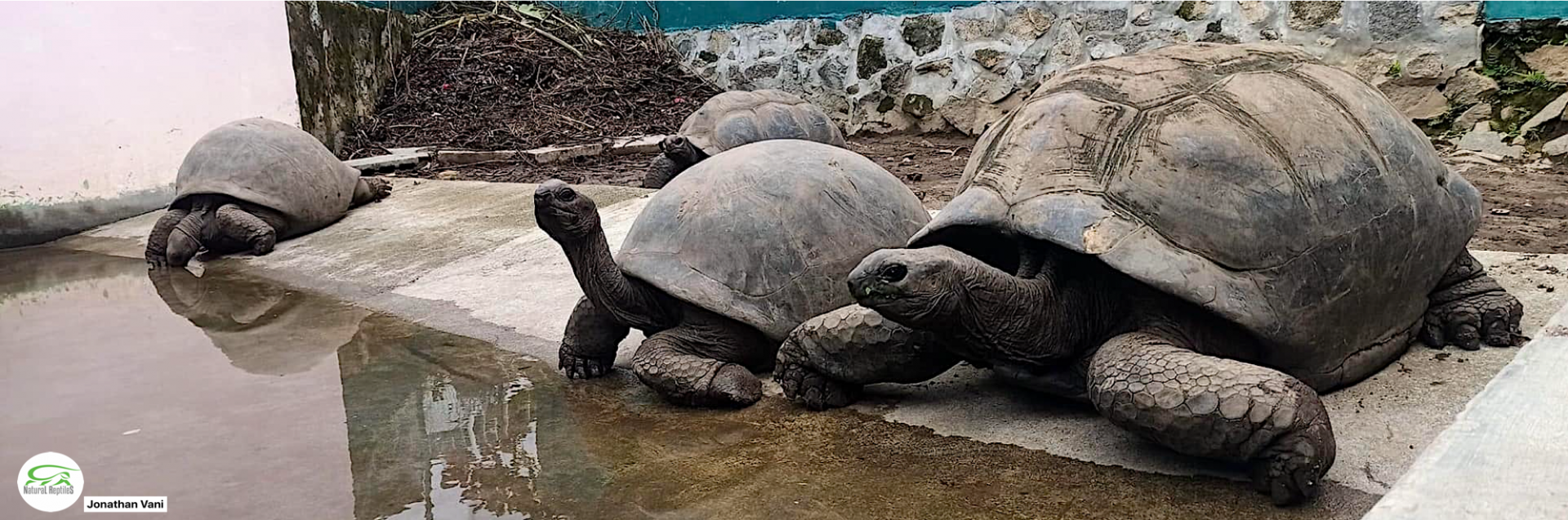 Albrachelys gigantea