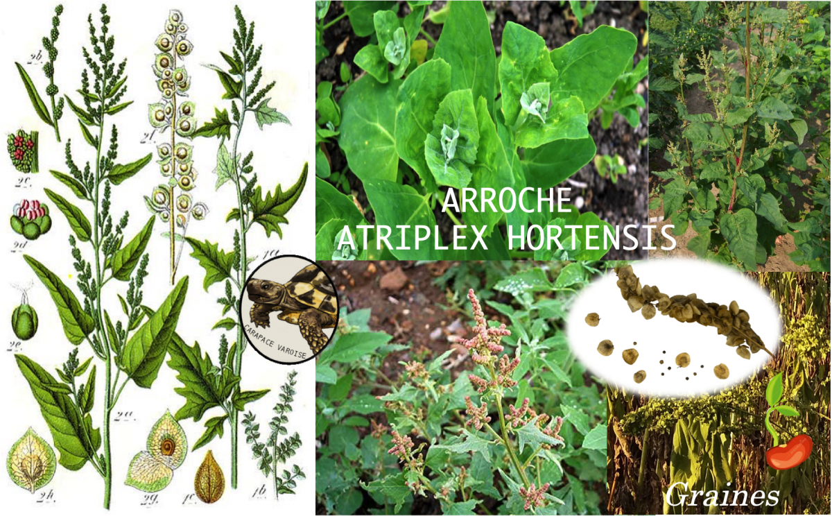 Arroche artiplex hortensis
