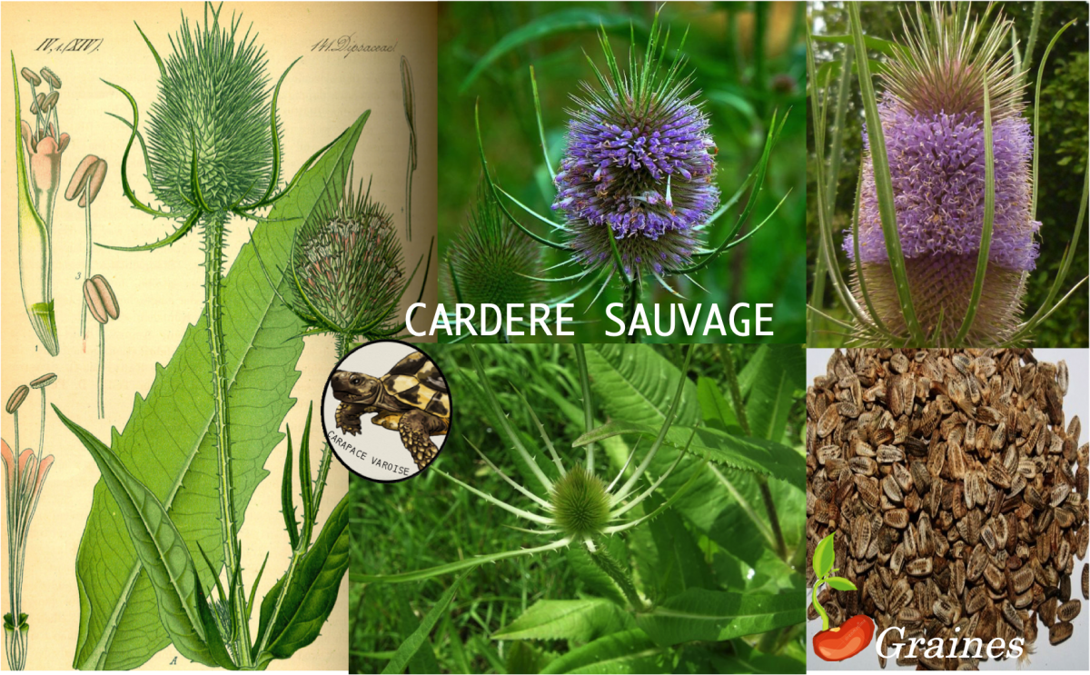 Cardere sauvage