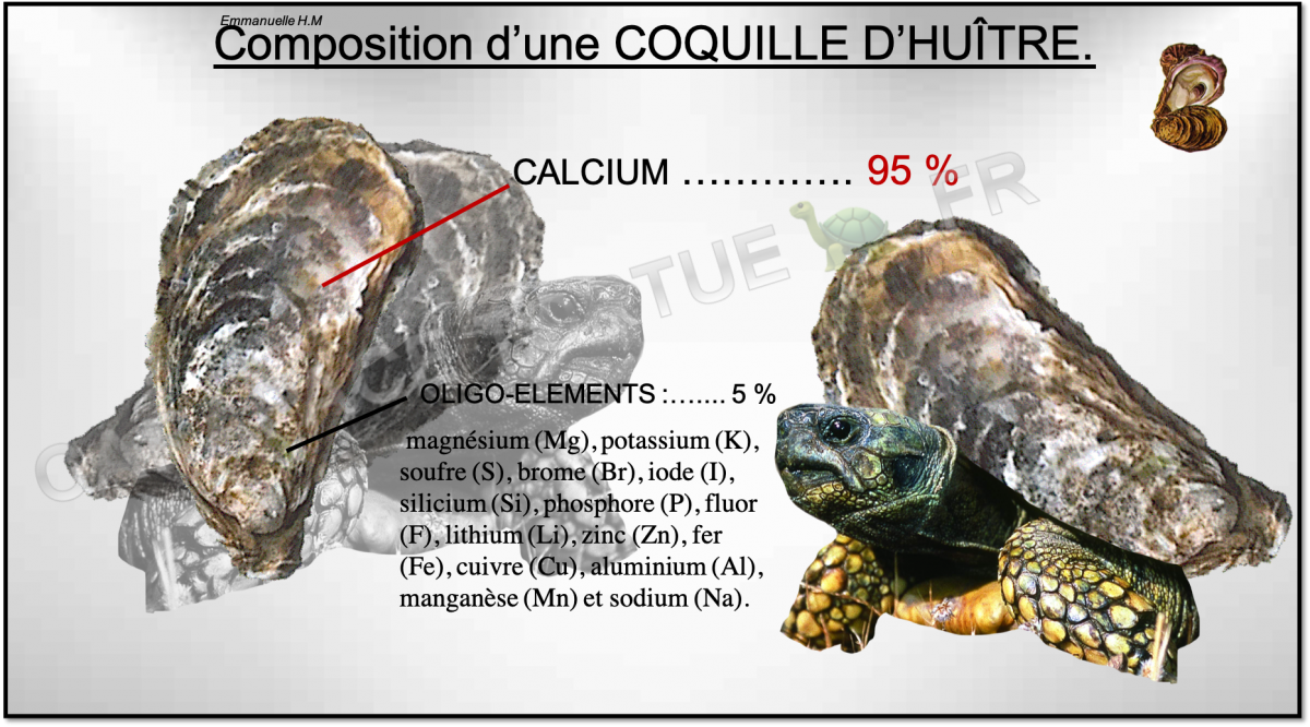 Composition coquille huitre