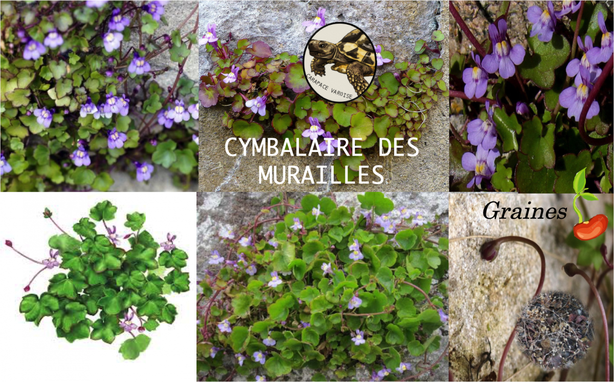 Cymbalaire des murailles