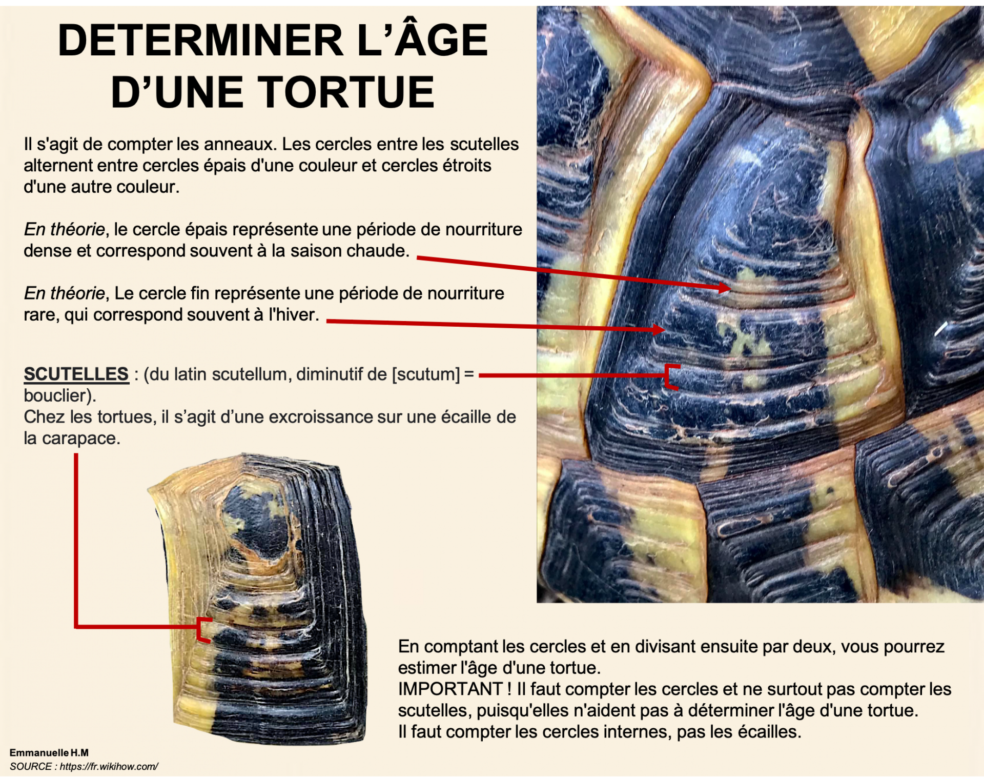 Determiner age tortue ecaille