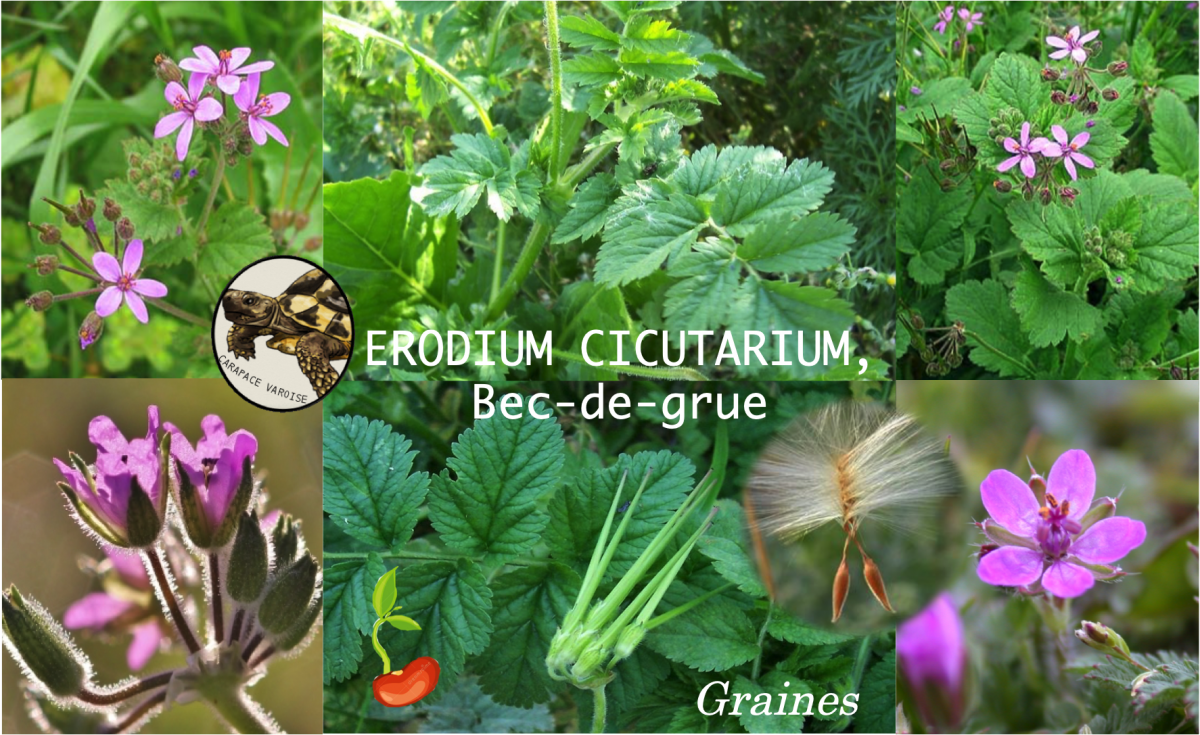 Erodium cicutarium bec de grue