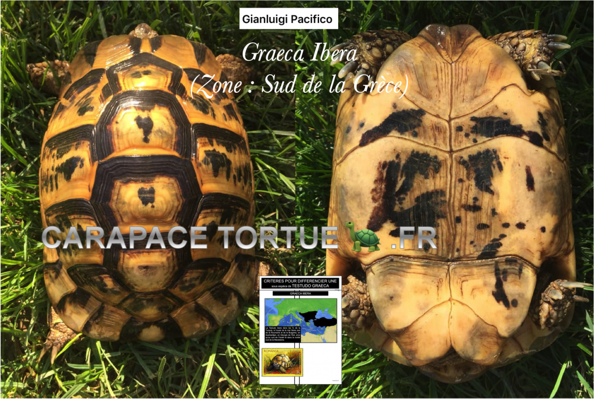 Exemple tortue 12