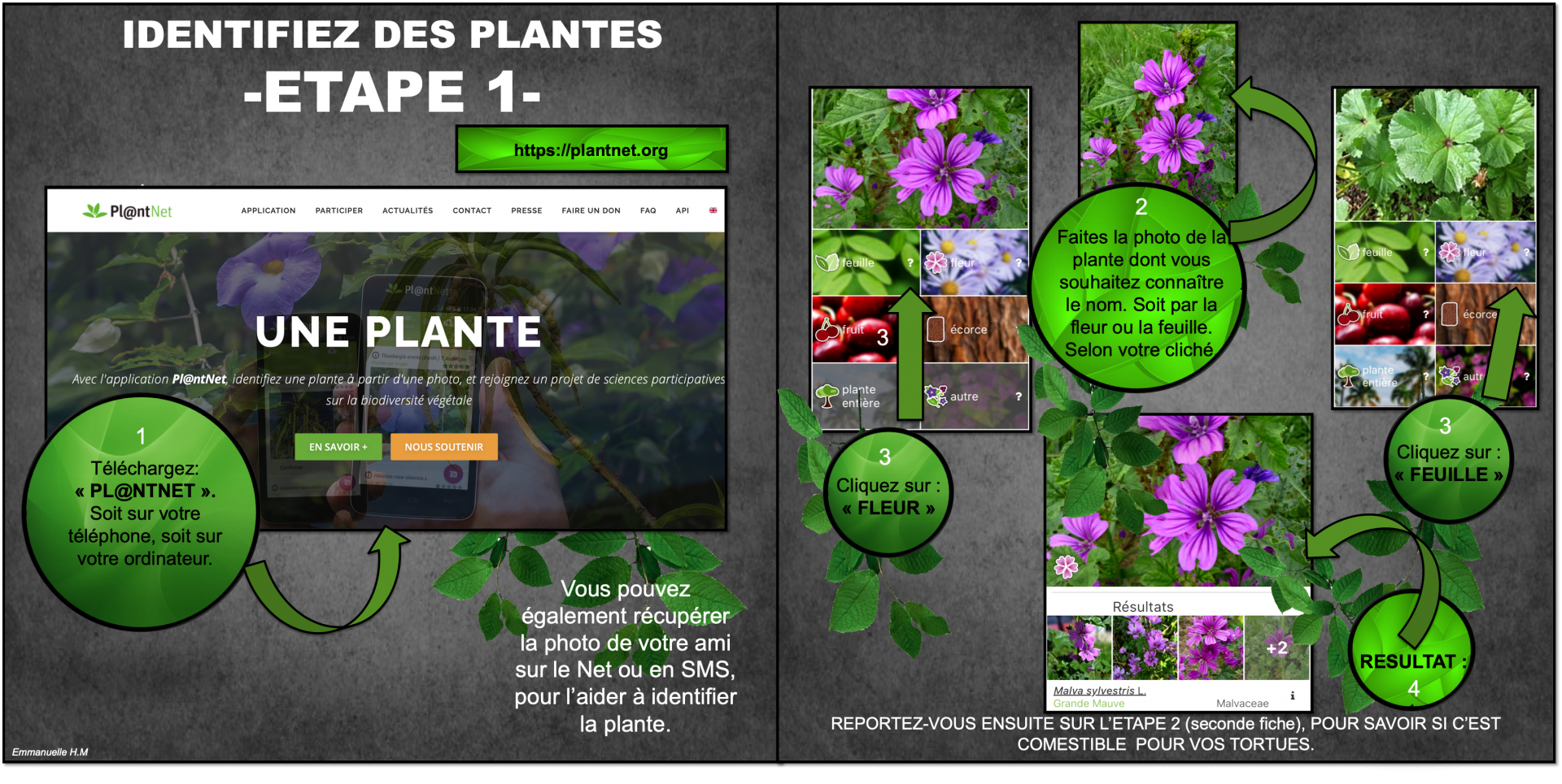 Identification plante 1