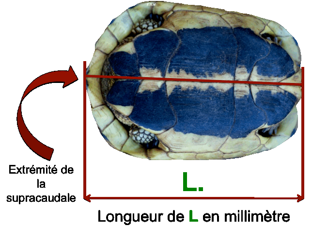 Mesure plastron tortue donoghue