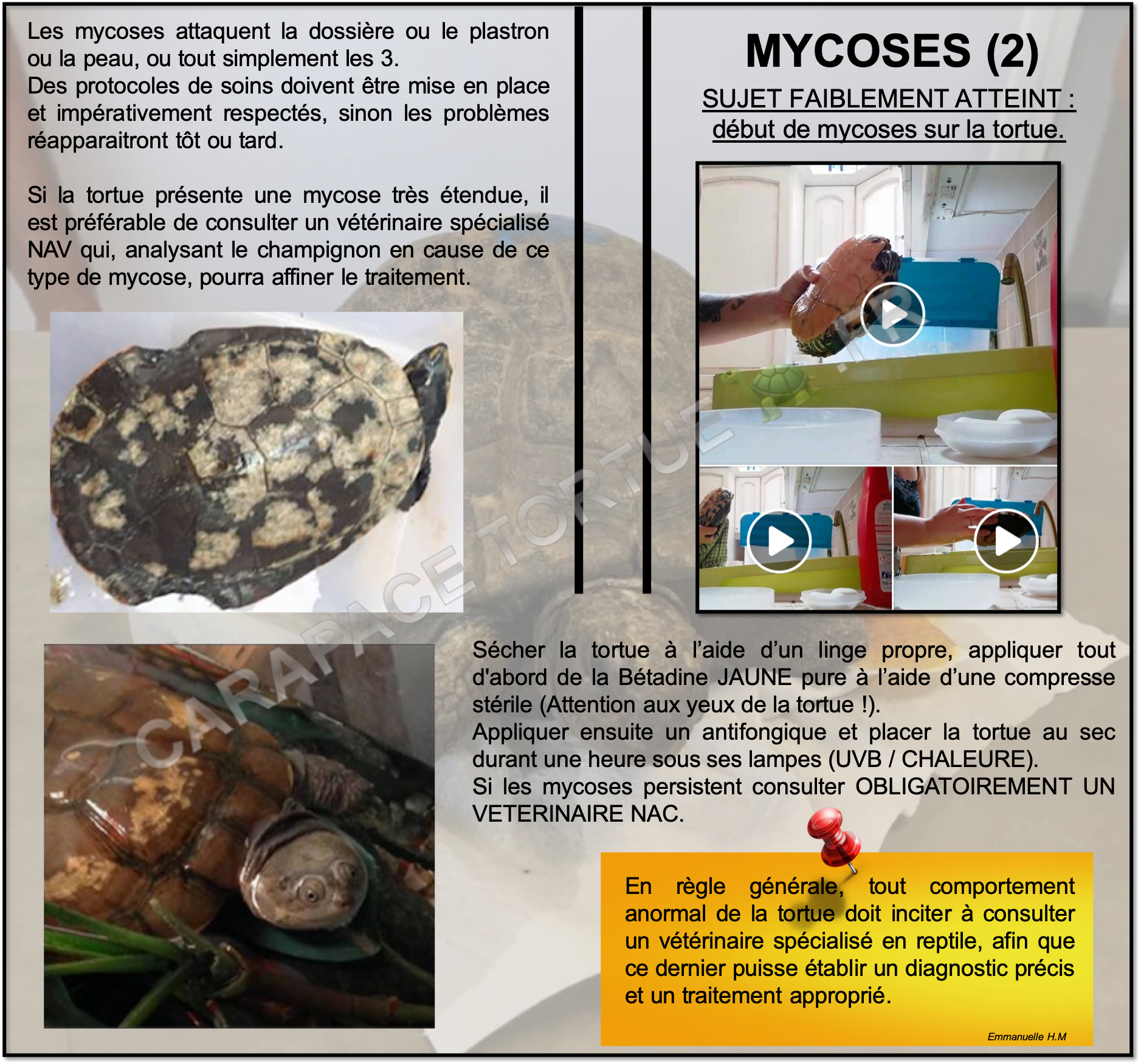 Mycoses 2
