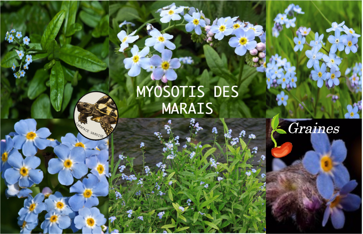 Myosotis des marais