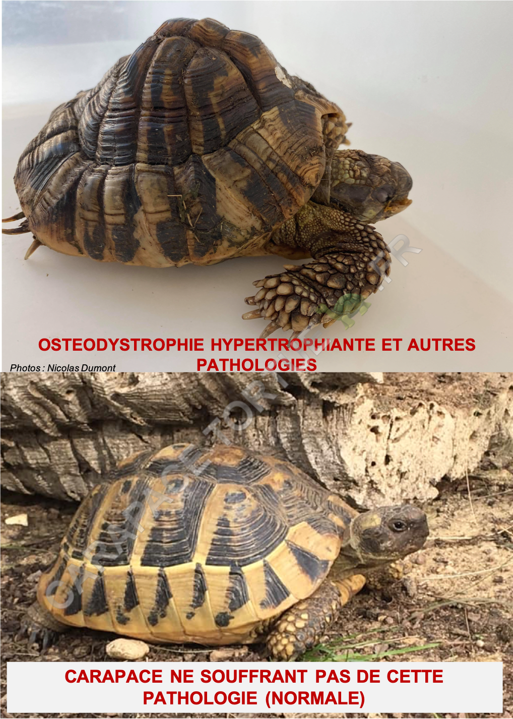 Osteodystrophie hypertrophiante 1