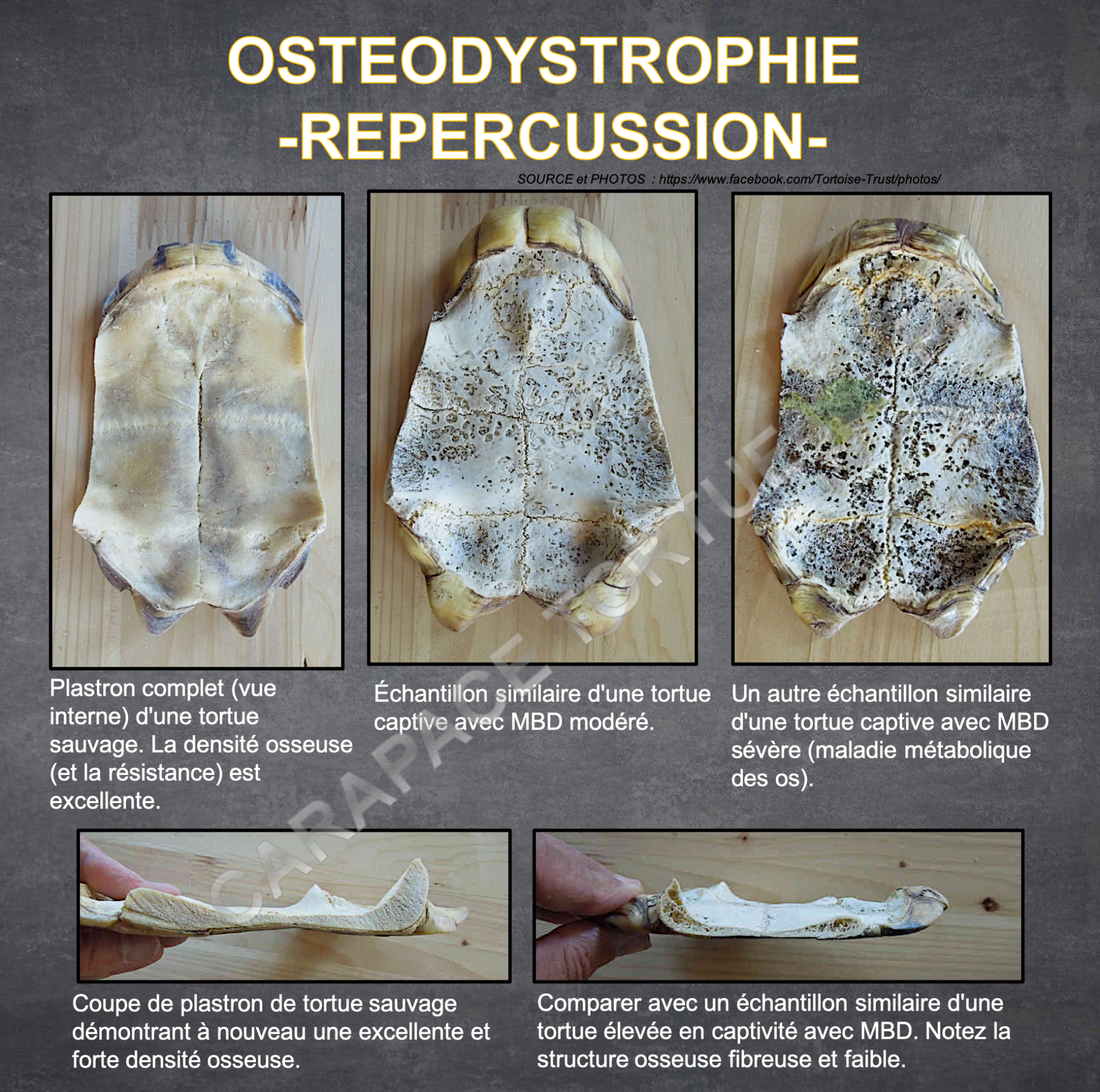 Osteodystrophie repercussion