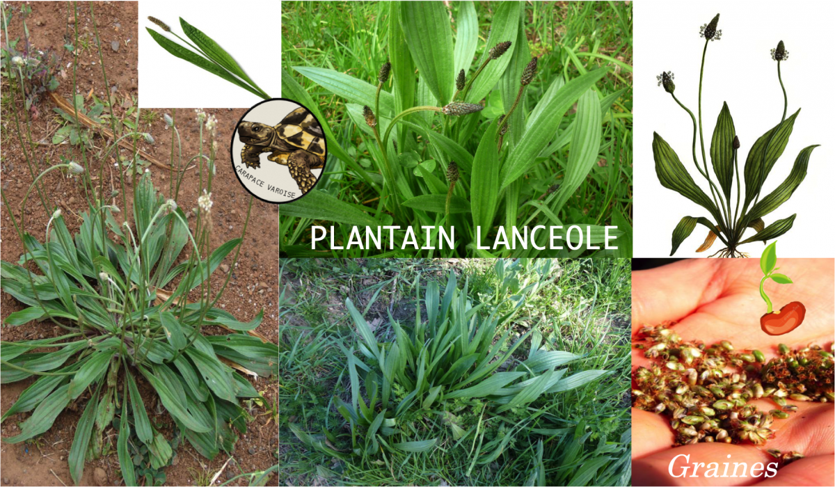 Plantain lanceole 2