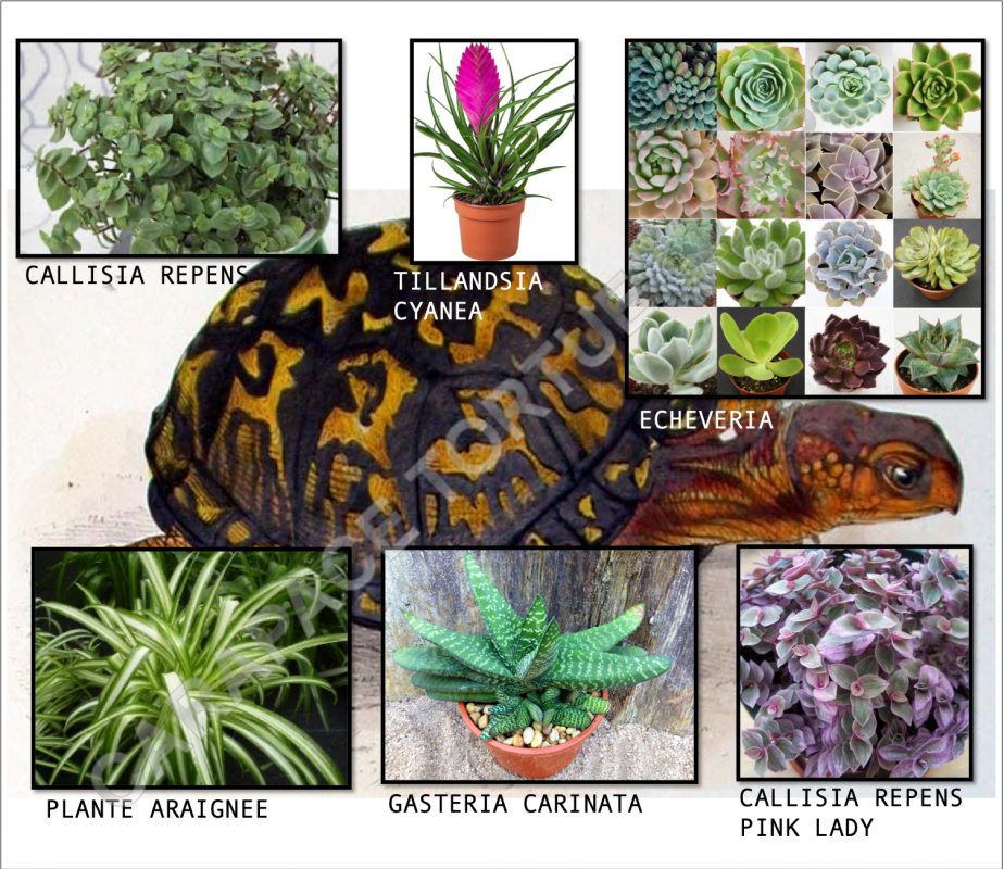 Plantes terrarium 4