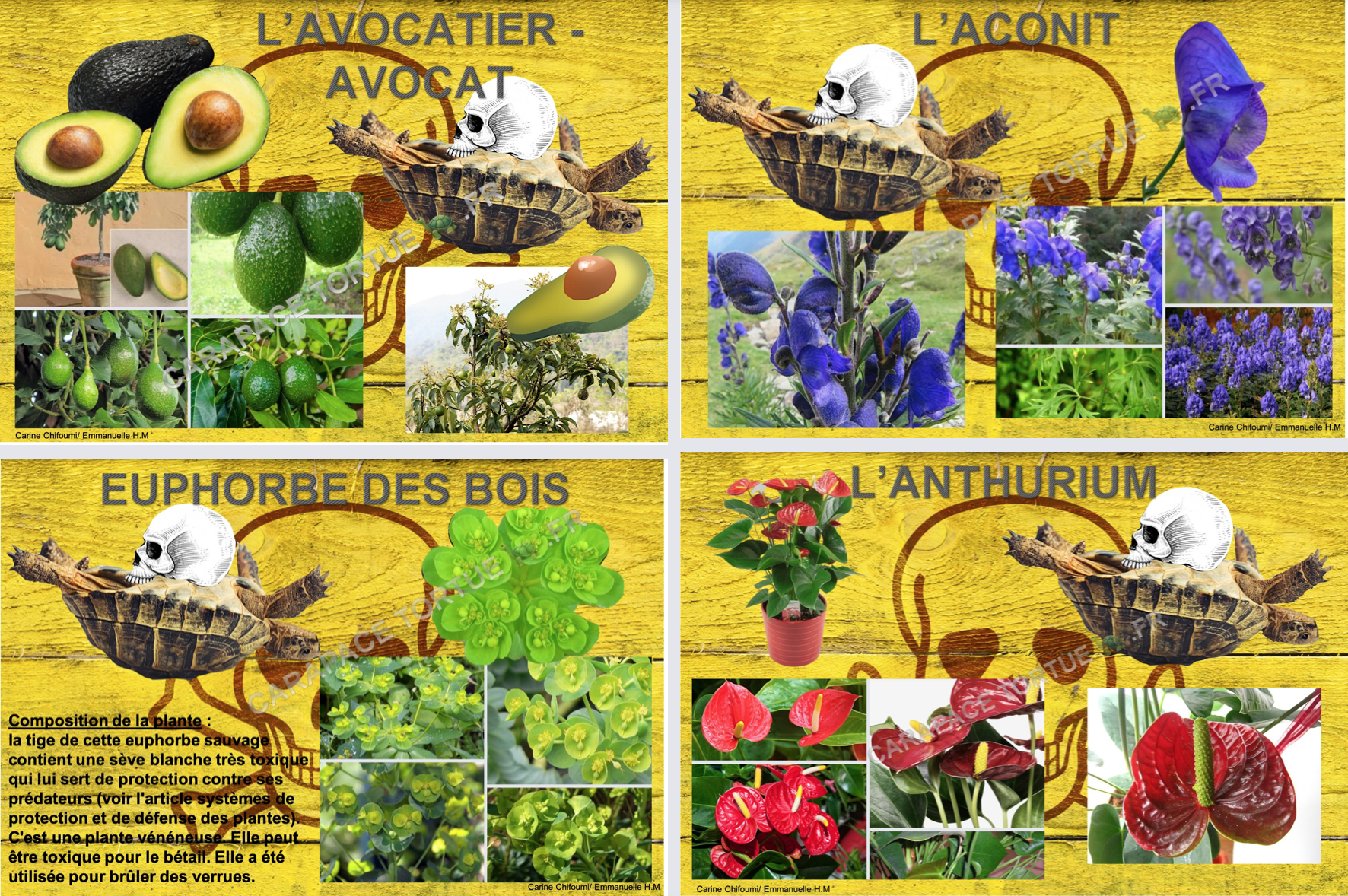 Plantes toxiques pour tortue 1