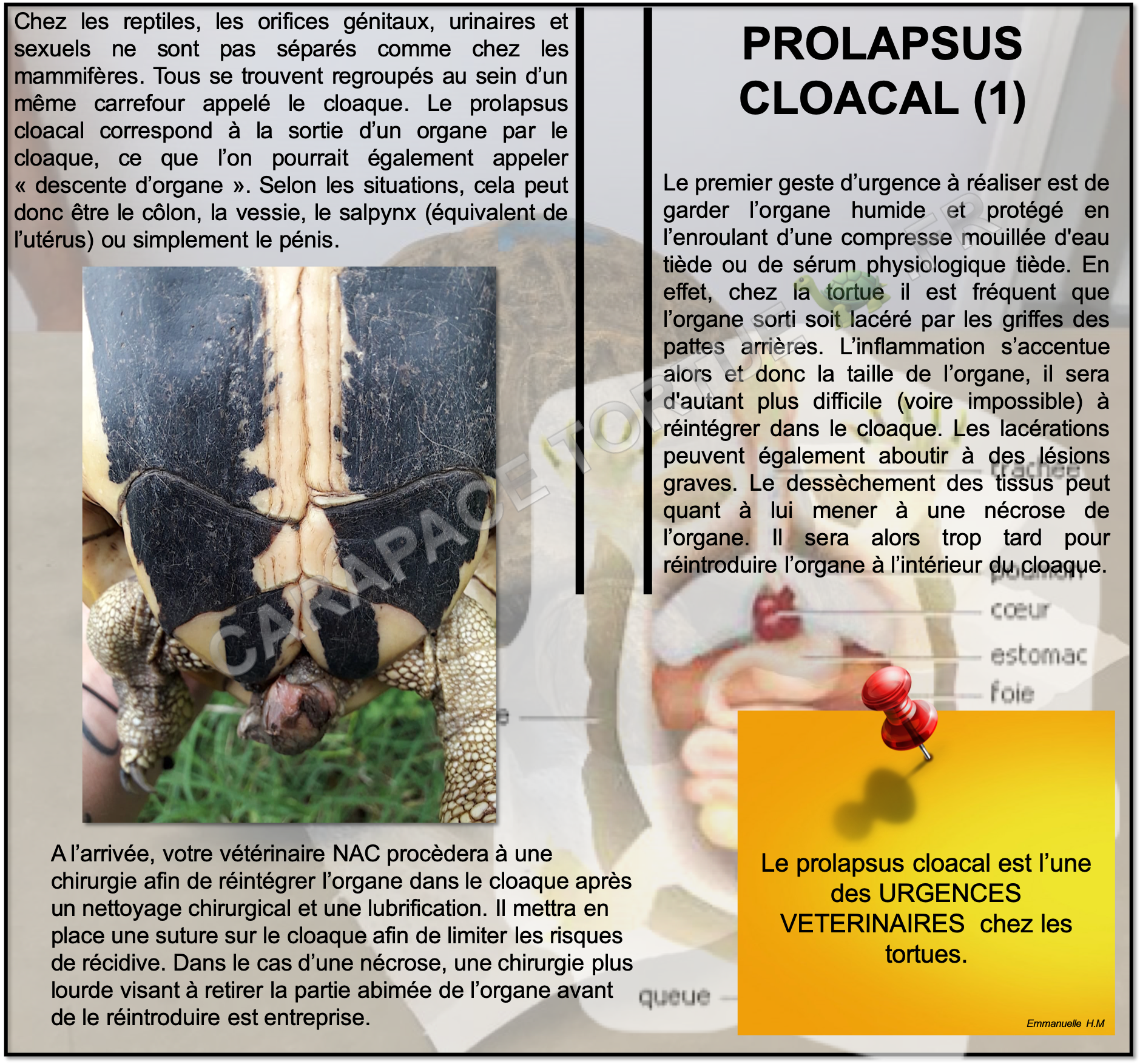 Prolapsus cloacal 2