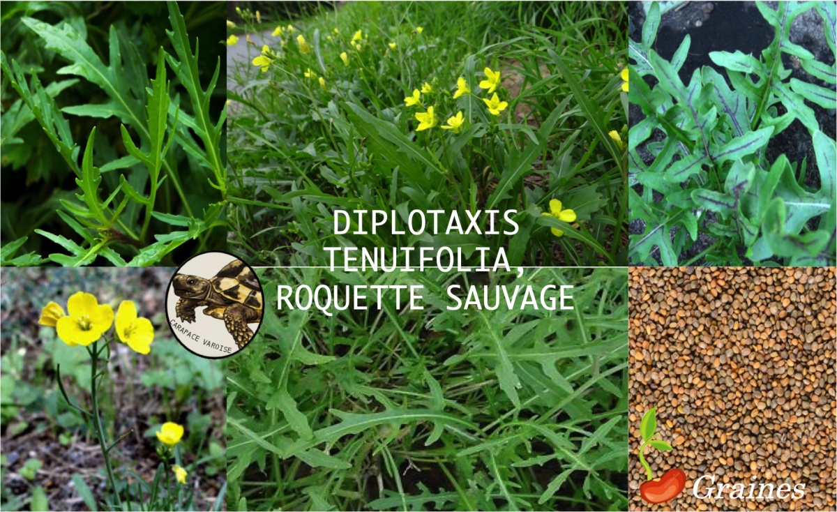 Roquette sauvage diplotaxis tenuifolia