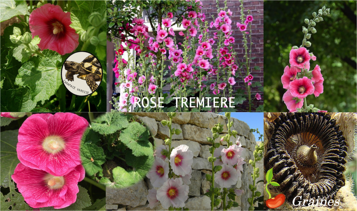 Rose tremiere