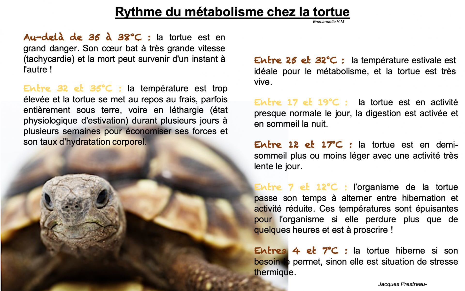 Rythme metabolisme tortue temperatures