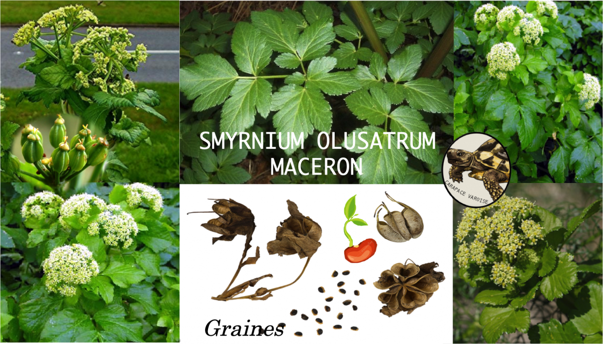 Smyrnium olustrum maceron
