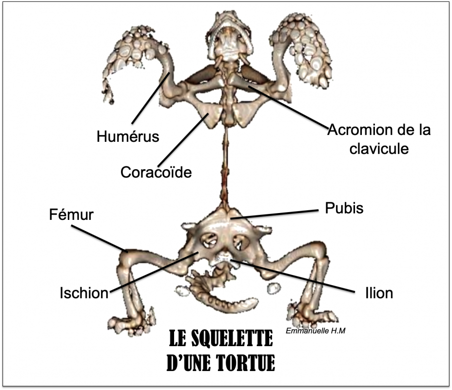 Squelette tortue