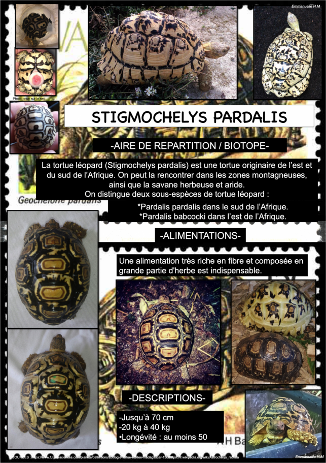 Stigmochelys pardalis