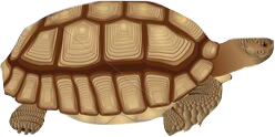 Turtles colour image csp80251775