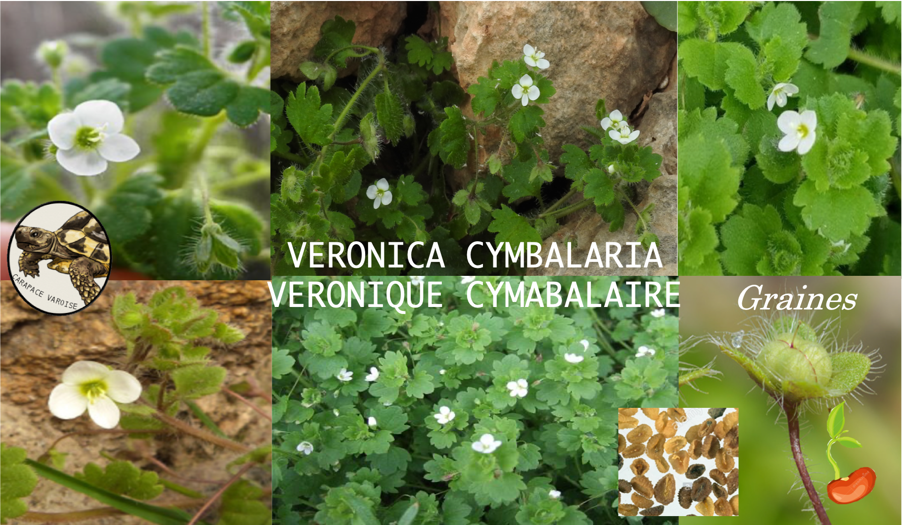Veronica cymbalaria