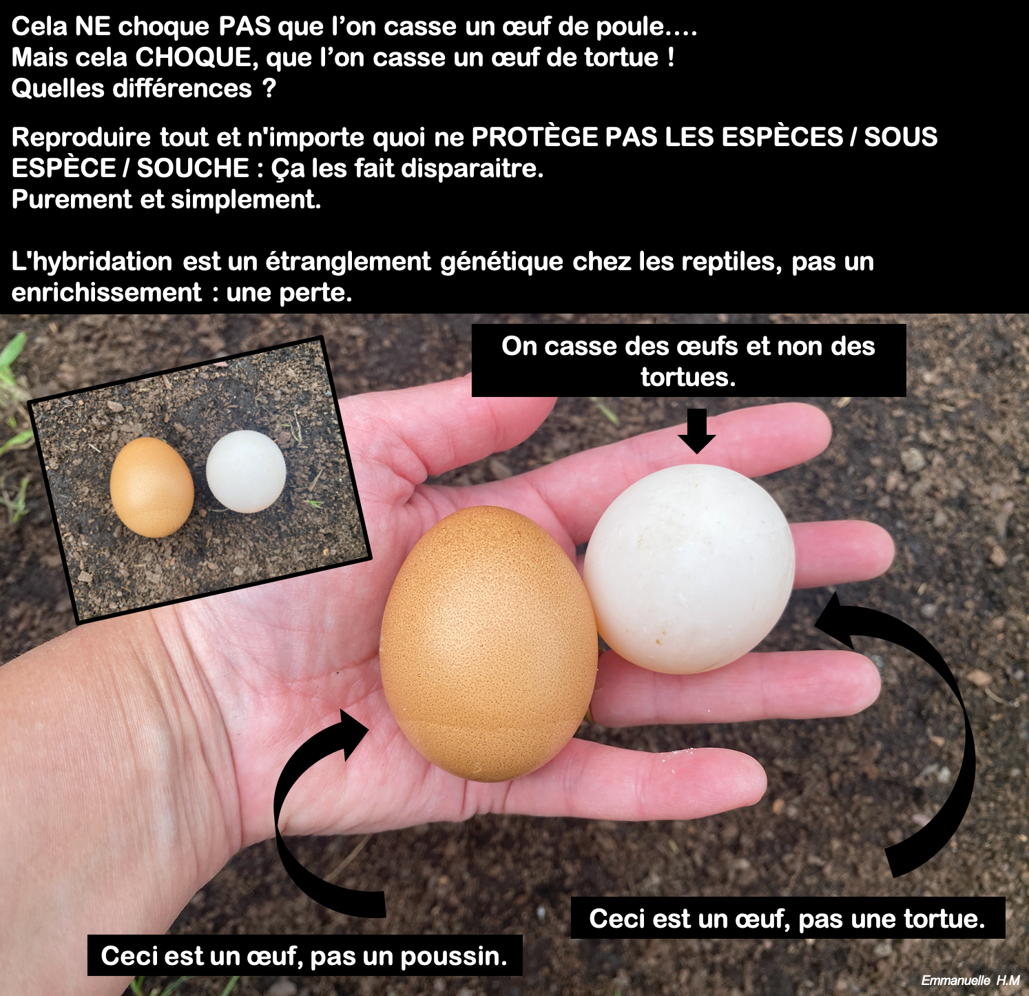 Oeuf poussin vs Oeuf de tortue