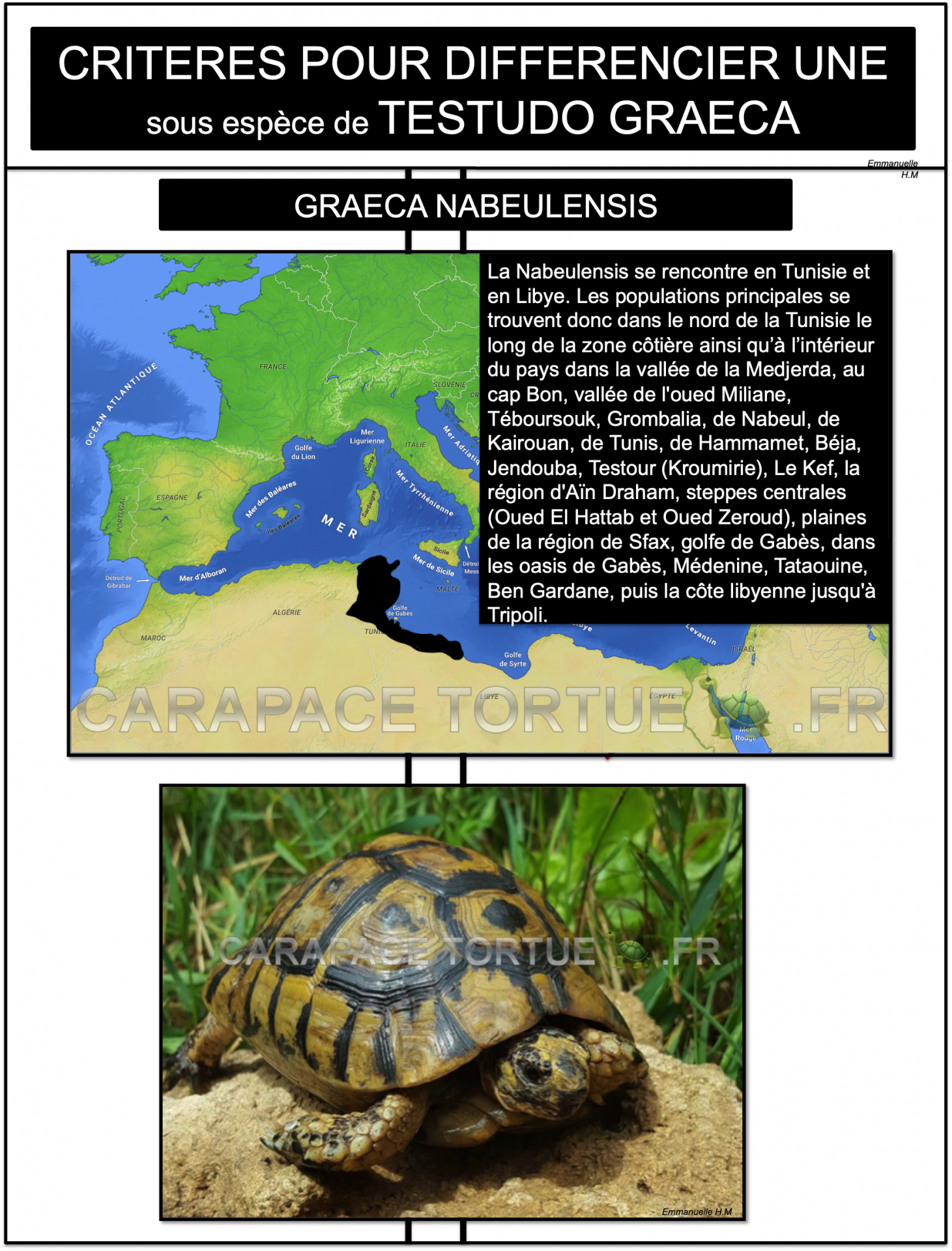 1 graeca nabeulensis