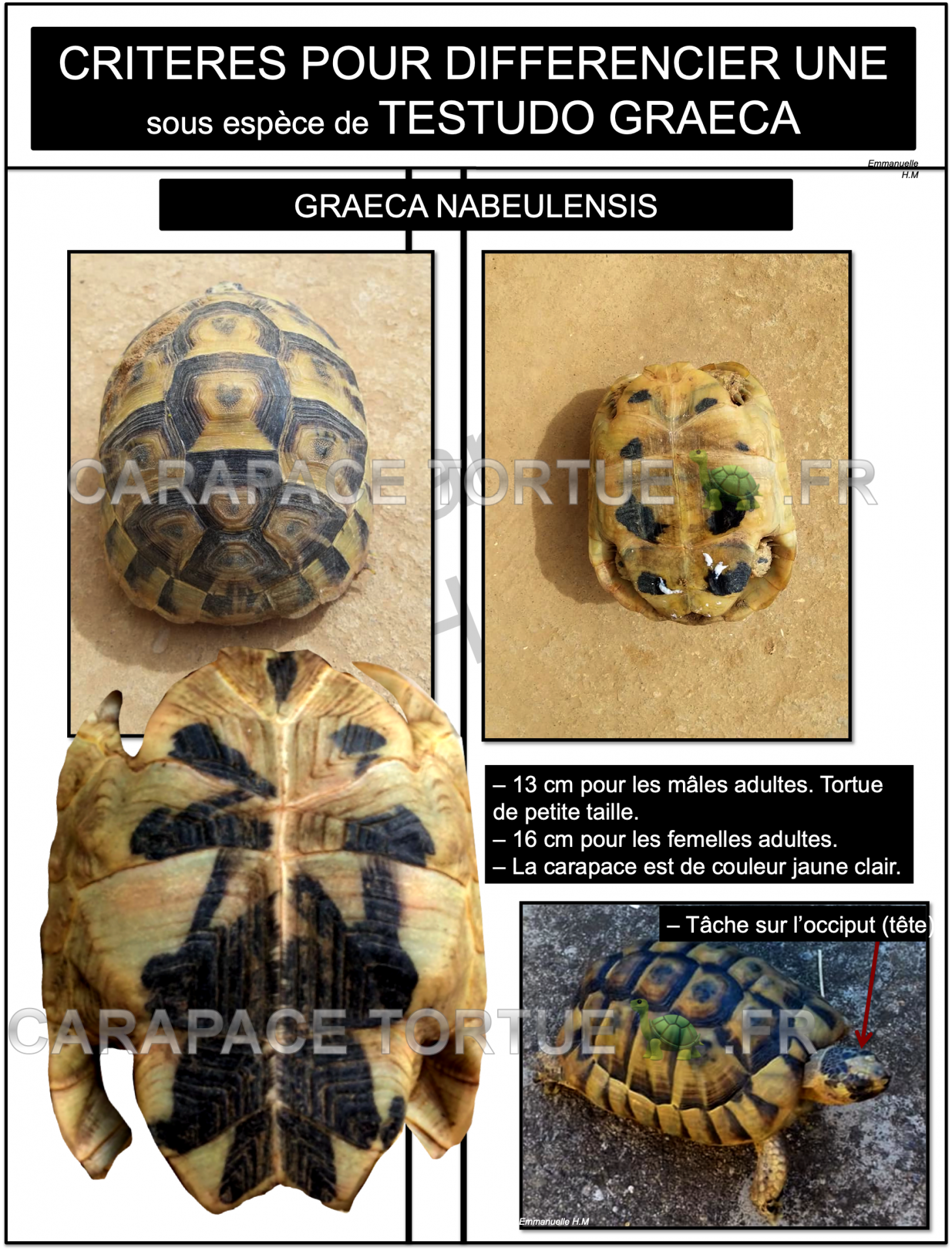 2 graeca nabeulensis