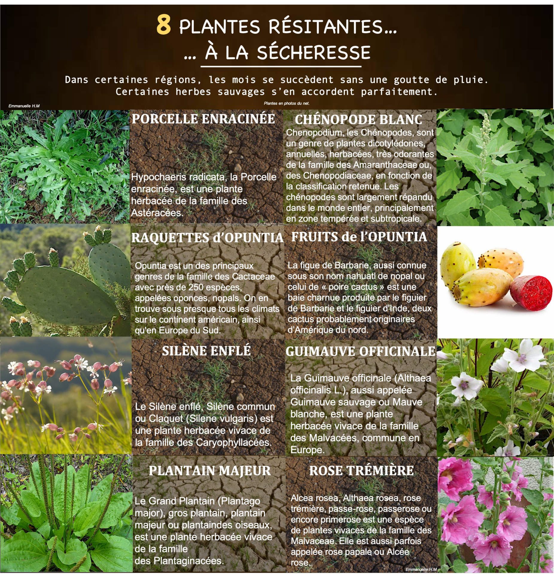 8 plantes secheresse