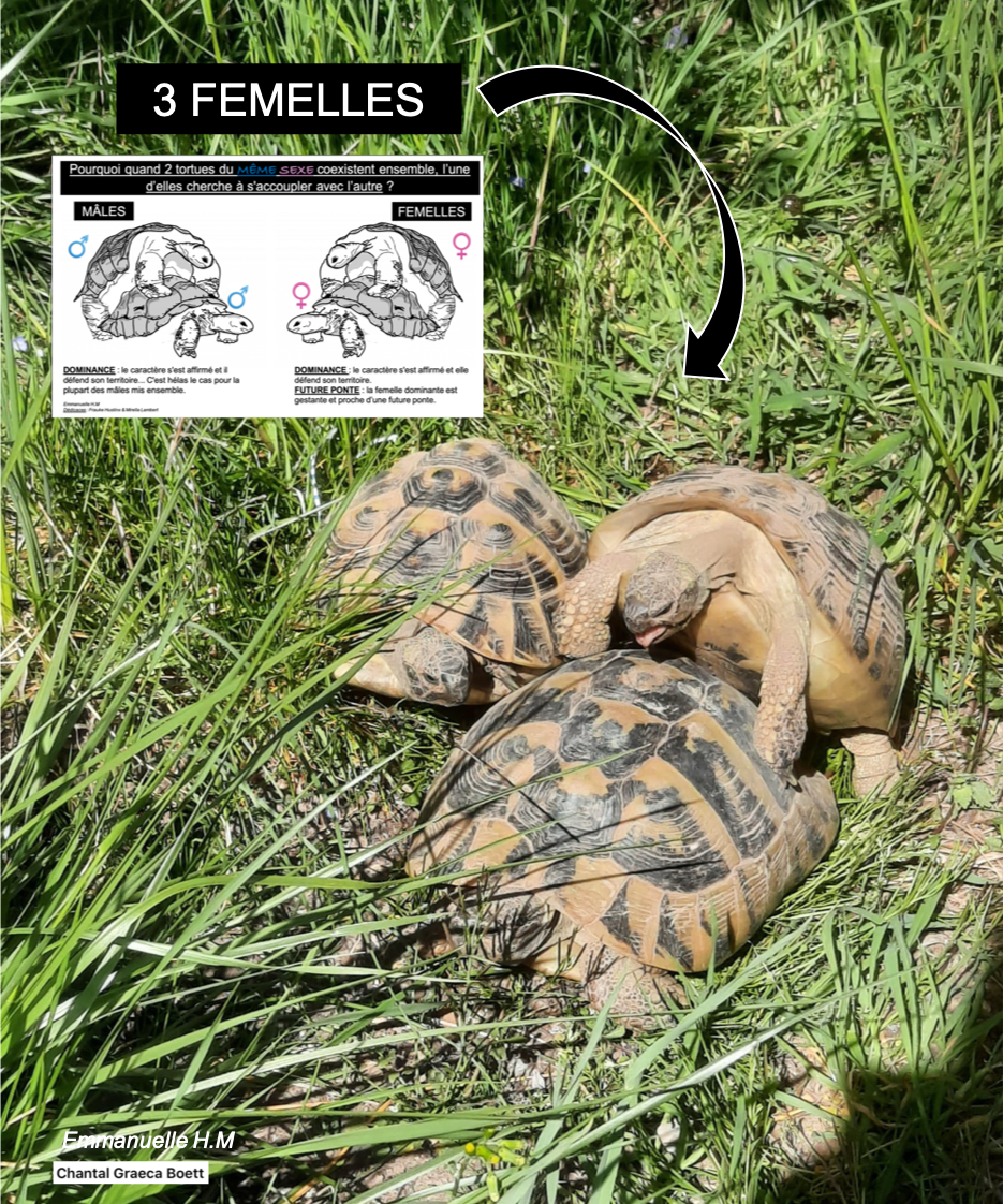 Accouplement entre tortue du meme sexe 3