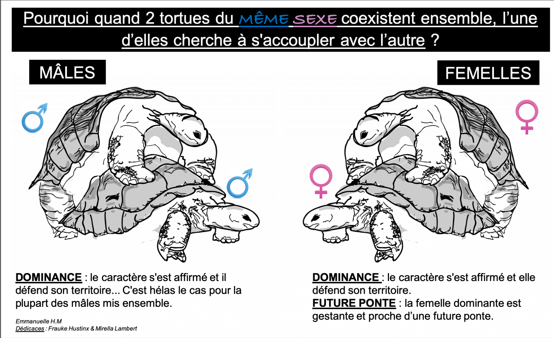 Accouplement entre tortues du meme sexe 1