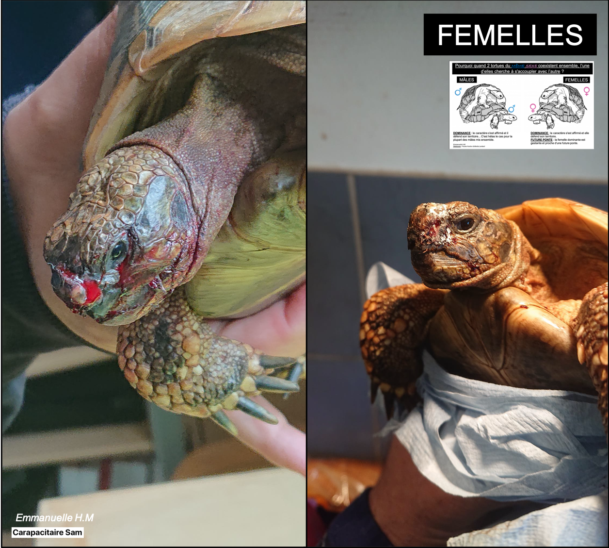 Accouplement entre tortues du meme sexe 2