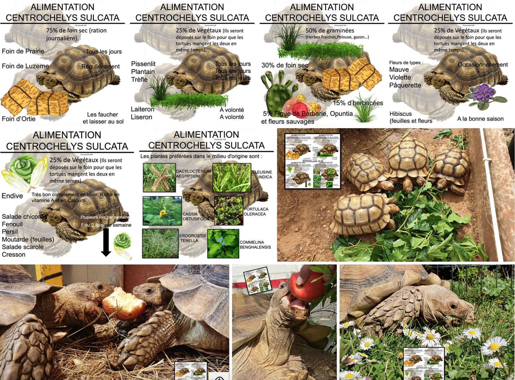 ALIMENTATIONS : Centrochelys sulcata Pêle-Mêle