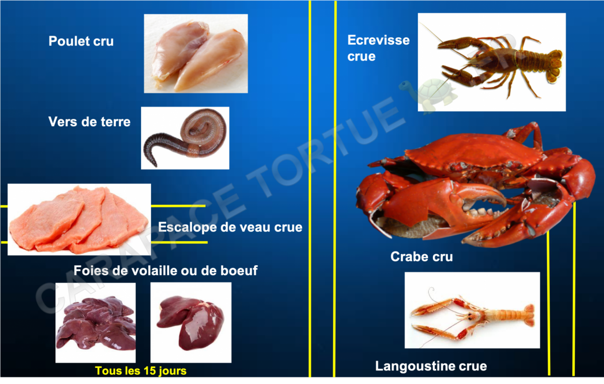 Alimentation tortue aquatique 4