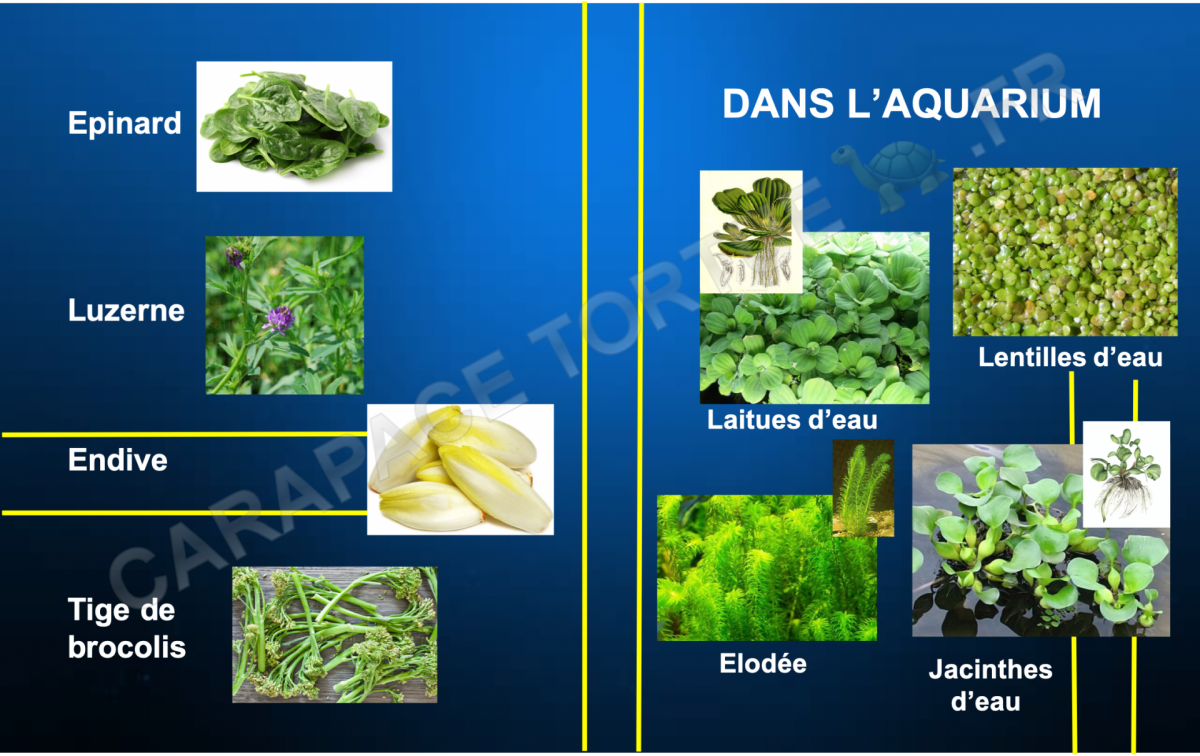 Alimentation tortue aquatique 6