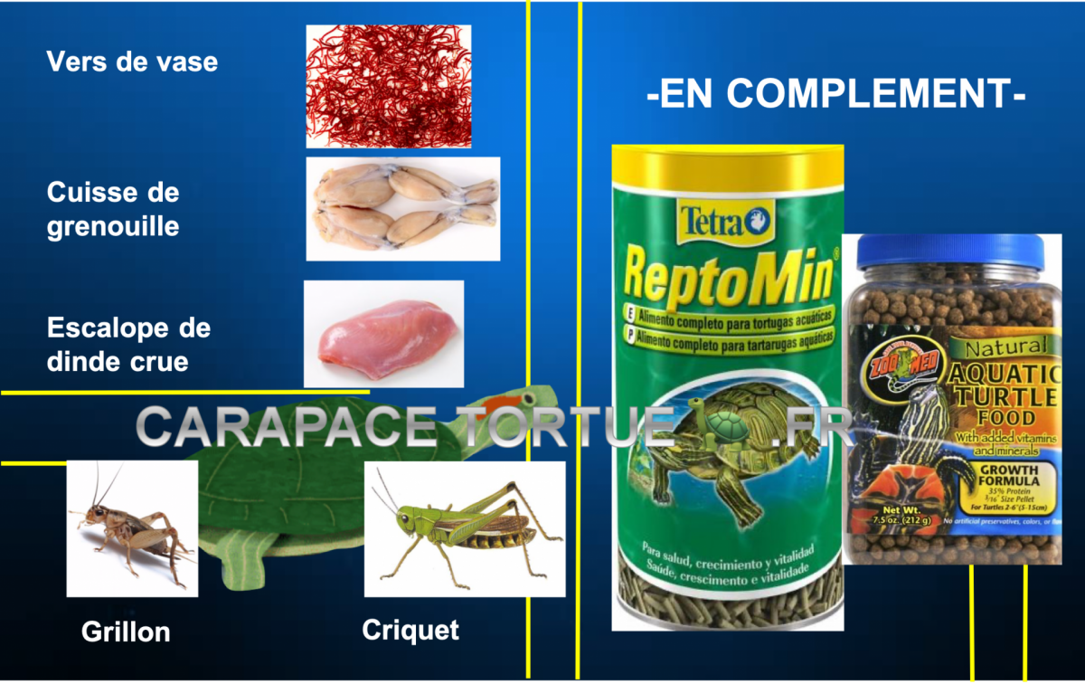 Alimentation tortue aquatique 7