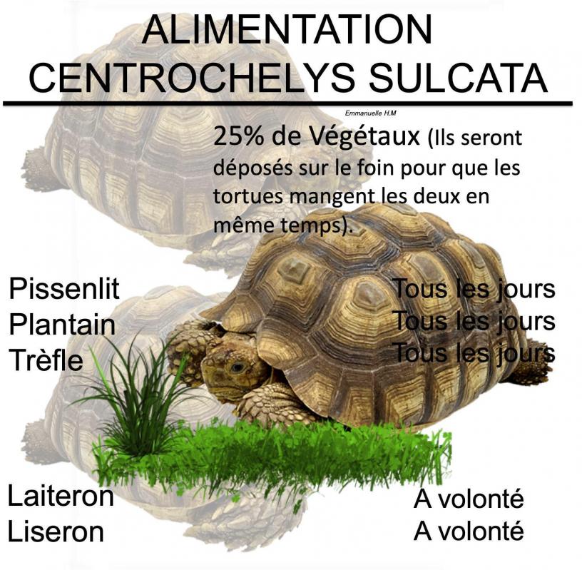 Alimentations sulcata2