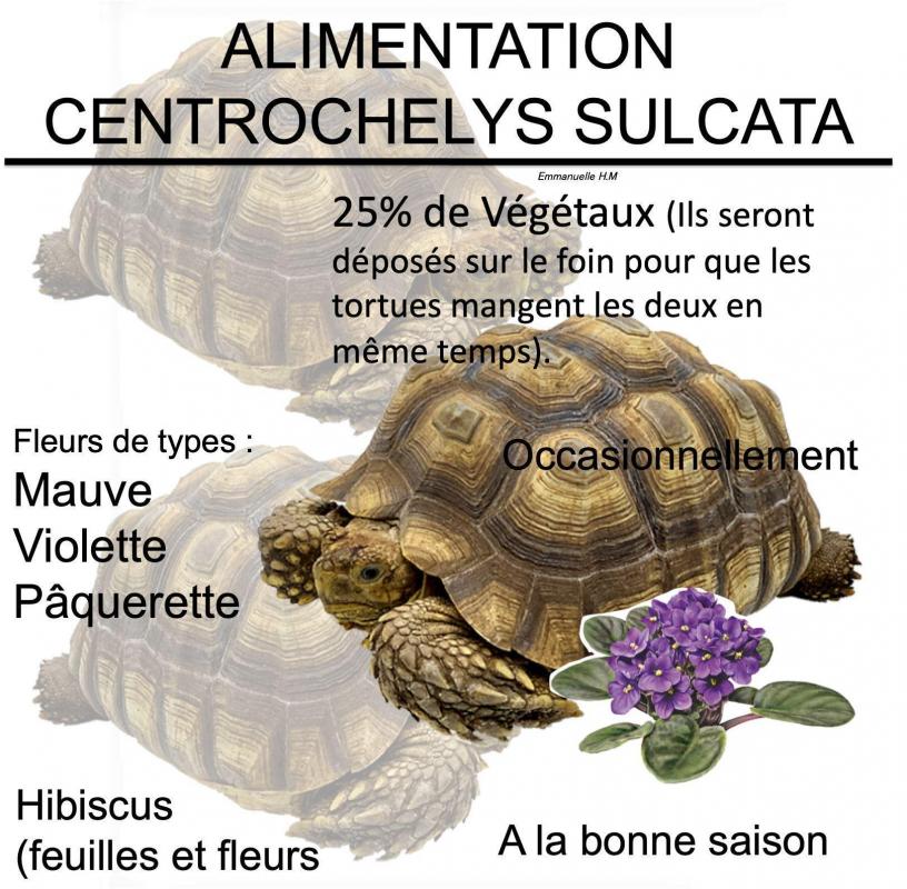 Alimentations sulcata4