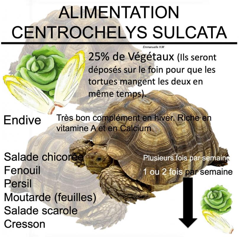 Alimentations sulcata5