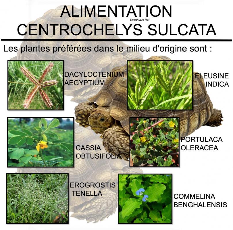 Alimentations sulcata6