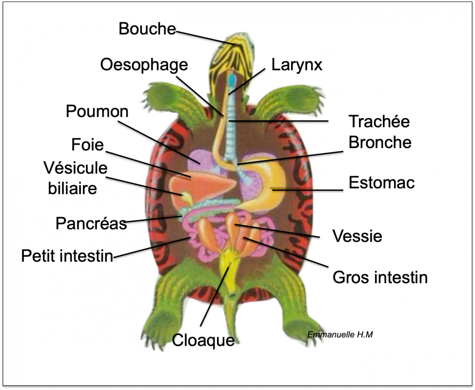 Anatomie tortue 1