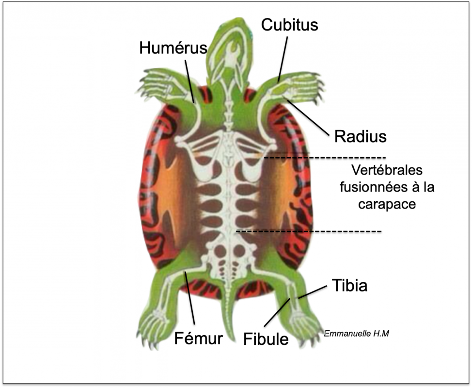 Anatomie tortue 2
