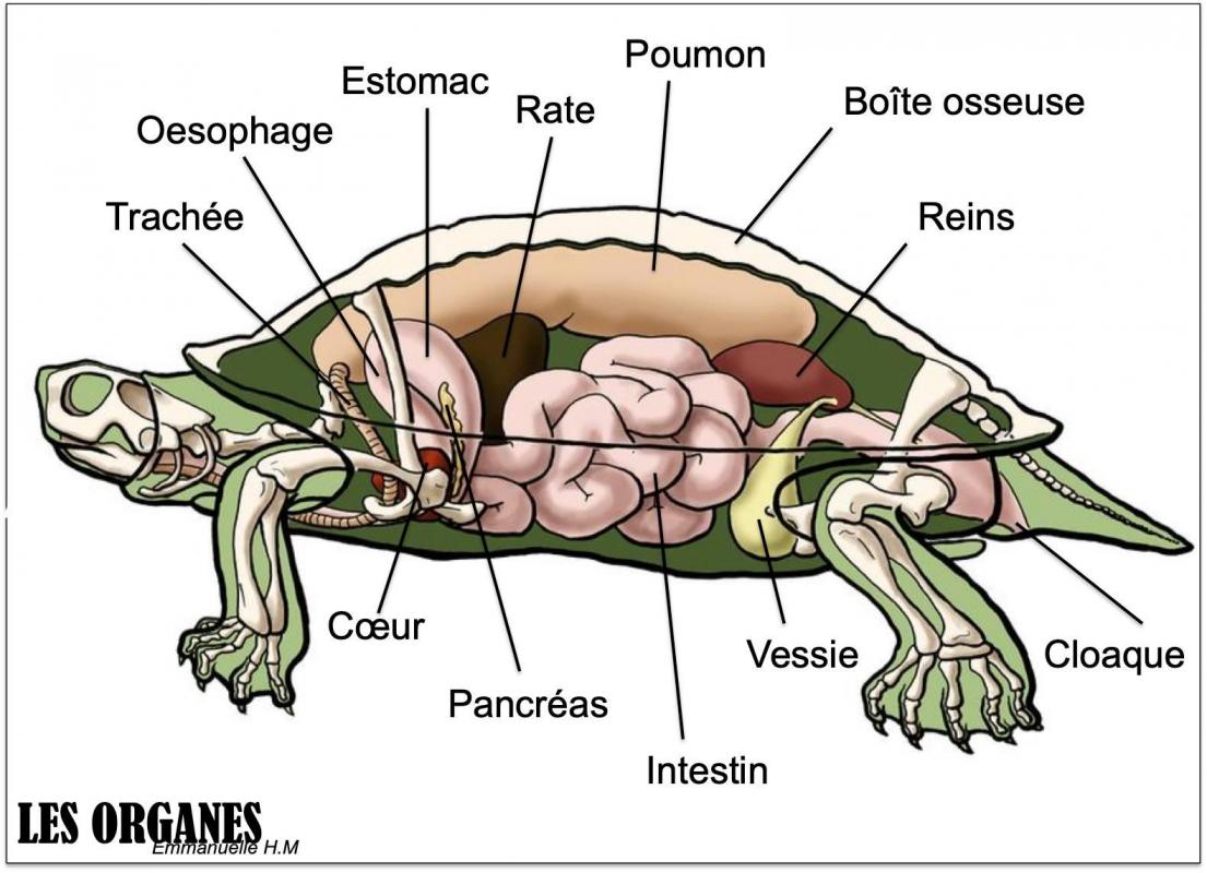 Anatomie tortue 9
