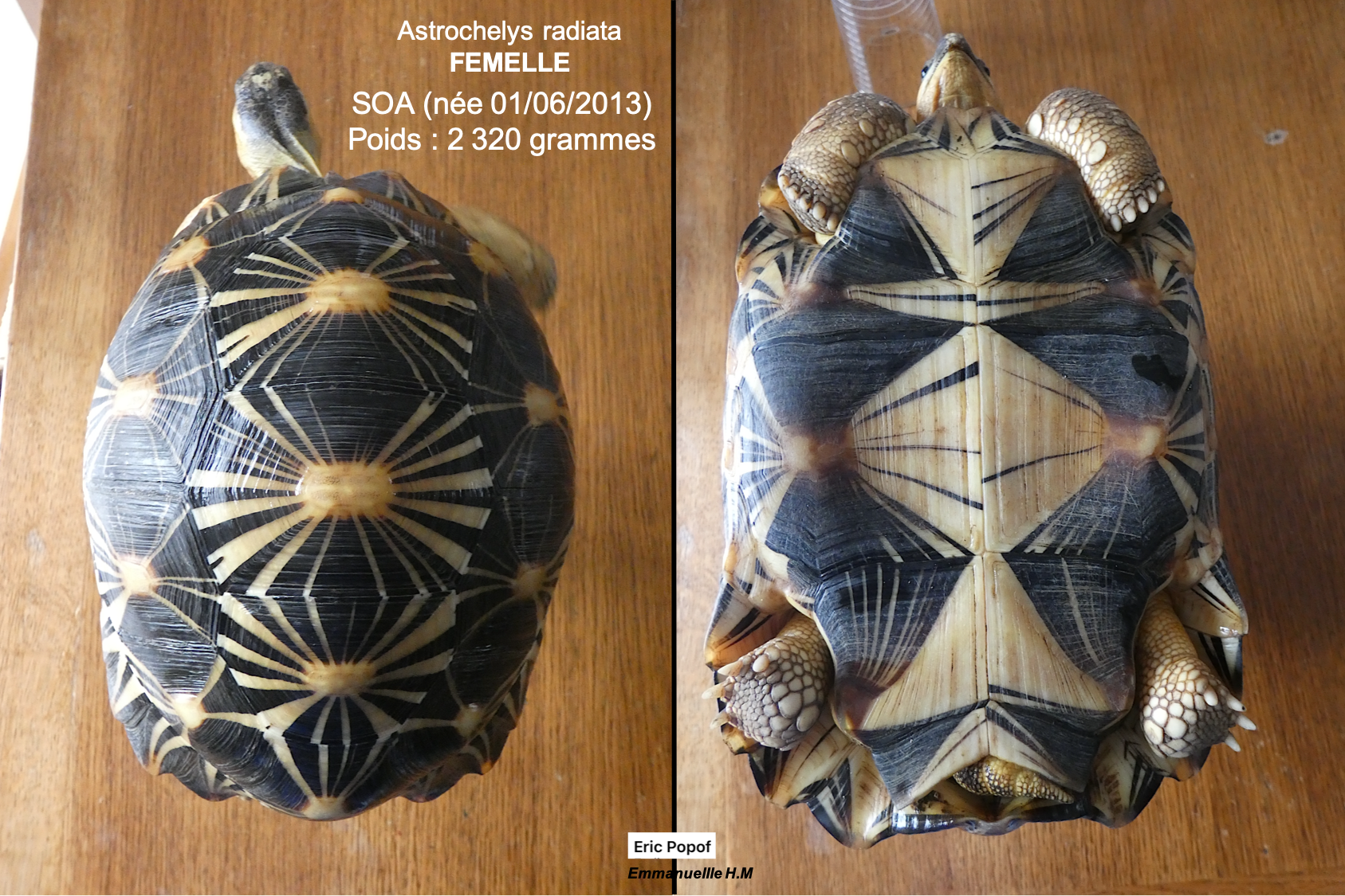 Astrochelys radiata femelle 6