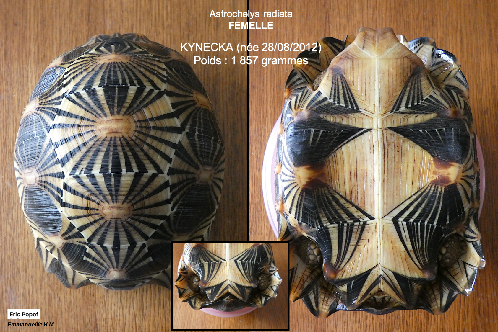 Astrochelys radiata femelle 8