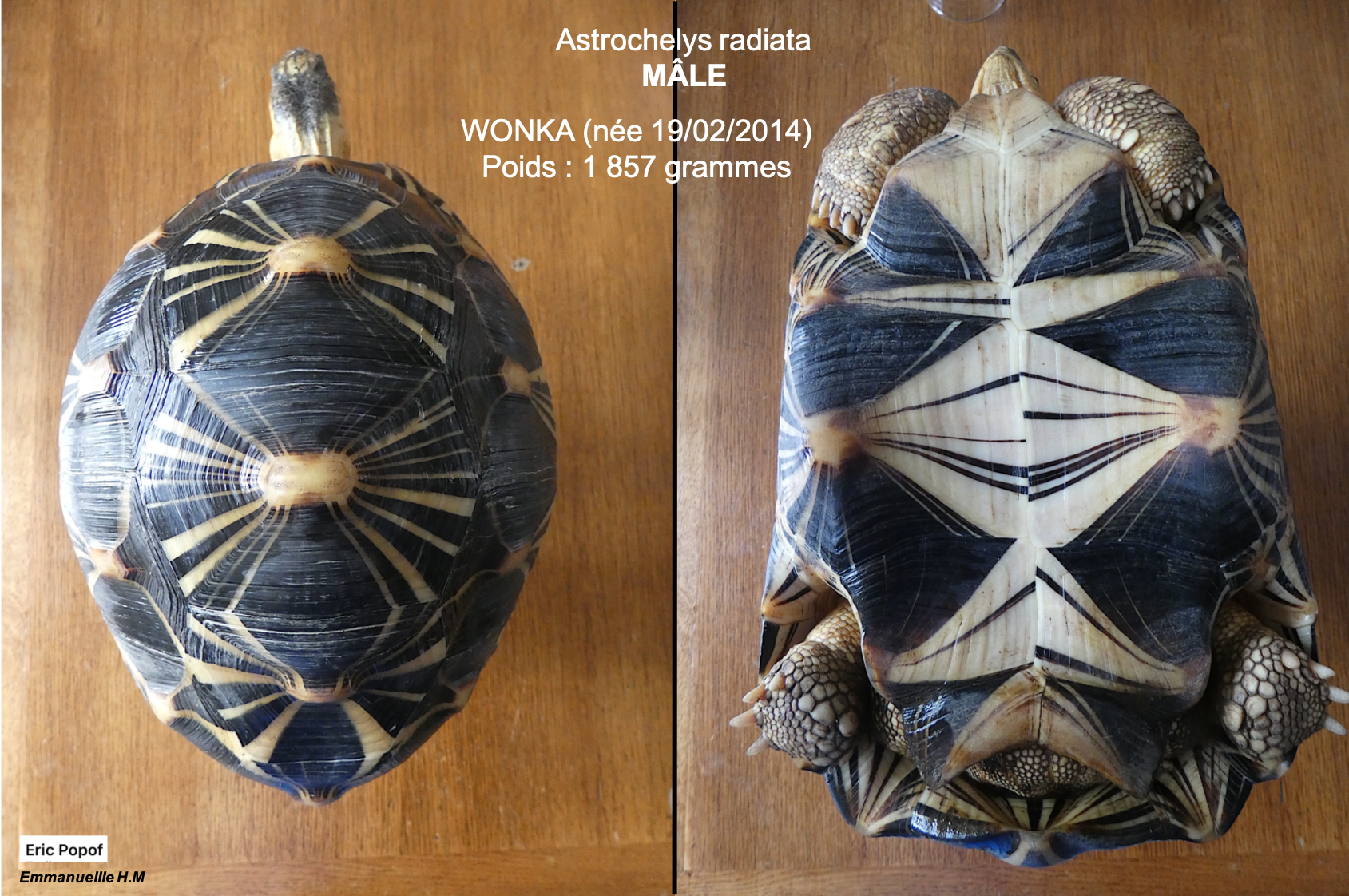 Astrochelys radiata male 4