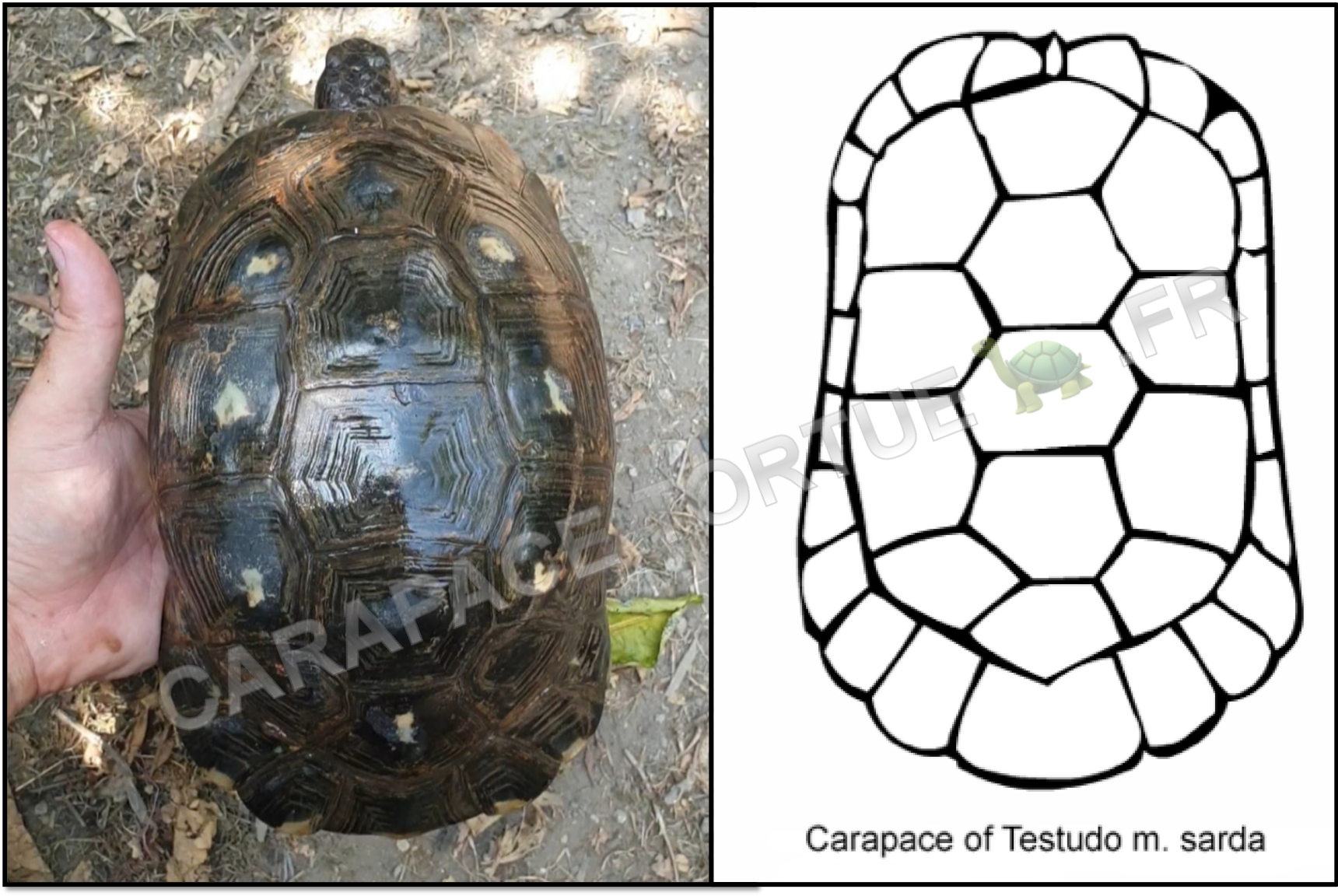 Carapace marginata sarde