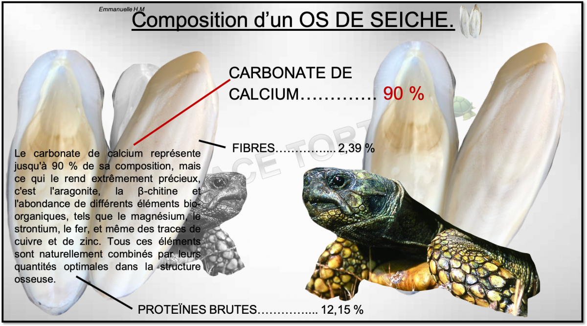 Composition os de seiche